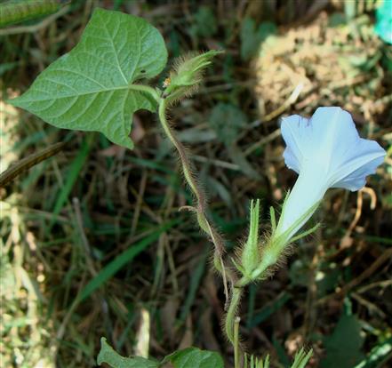 Ipomoea nil